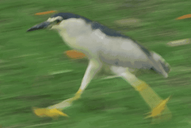 1000076486.gif
